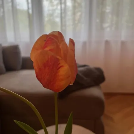 Lala Apartment *